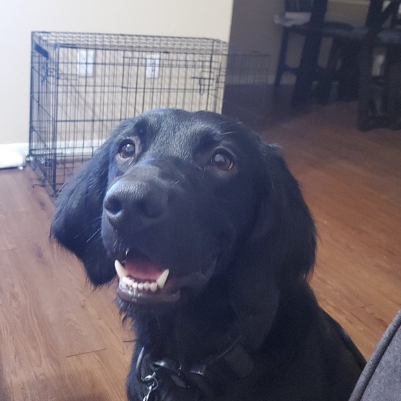 Meet your Posher, Daniel - Picture 1 of 1